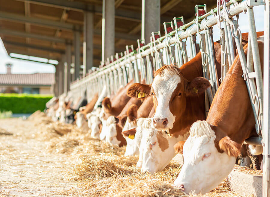 Objektbewertung-Verkauf-landwirtschaftliche-Betriebe-Stuecklaendereien-Jens-Wilken-NAW